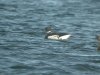 Black Brant at Paglesham Lagoon (Steve Arlow) (72035 bytes)